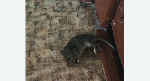 Дезинфекция от мышей в Южном Бутово города Москвы